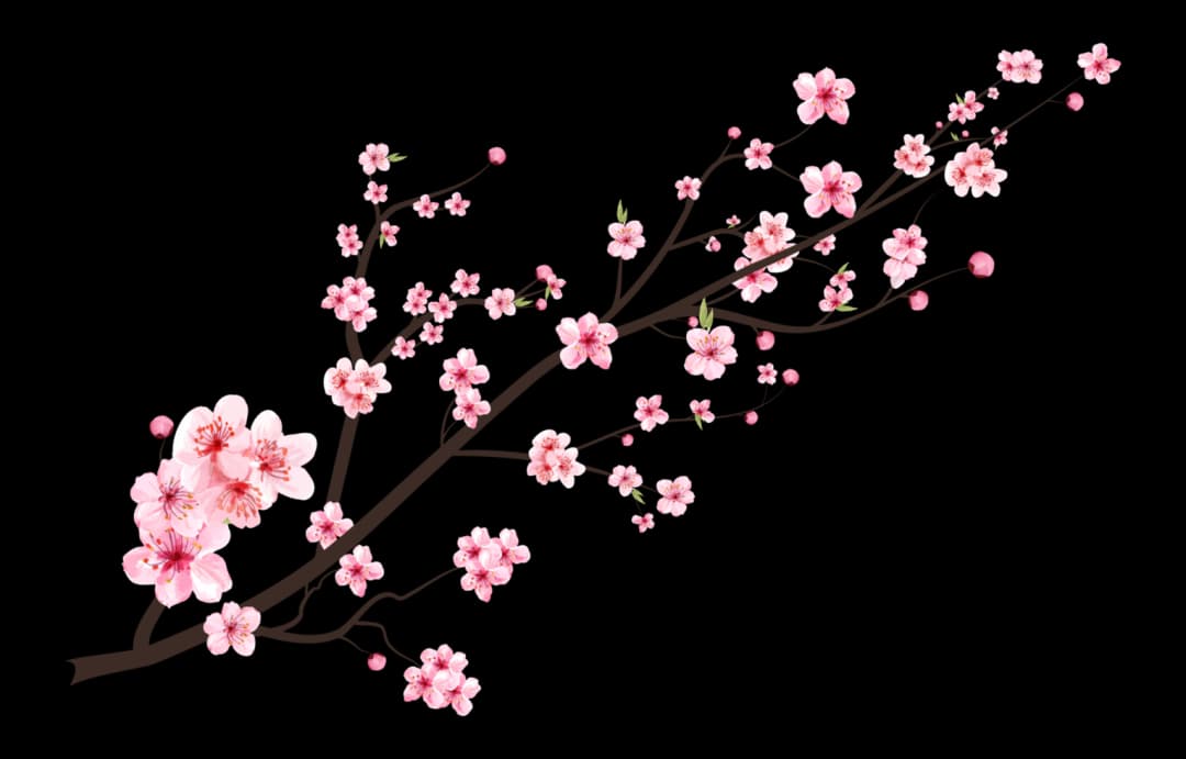 Kevin Cherry Blossom